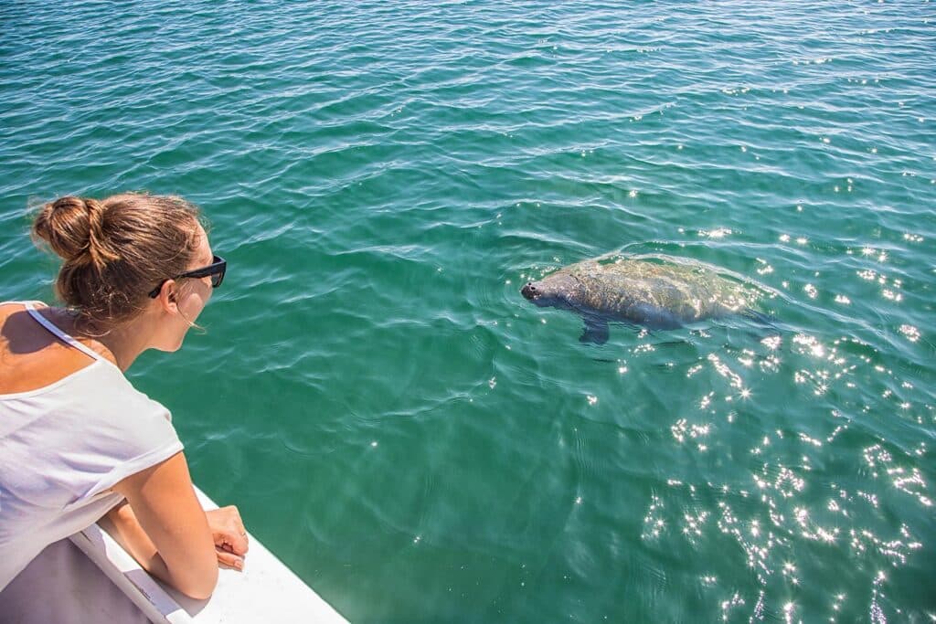 A guest looking at a manatee from the side of the boat